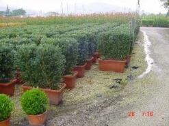 Buxus Meeneemhaag (Buxus Microphylla 'Faulkner') -Directplant Winkel 047buxusmeeneemhaag 1