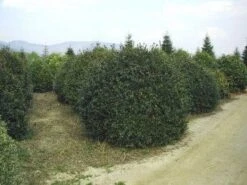 Camelia (Camellia Sasanqua) -Directplant Winkel 057camelliasasanquabol 45 9