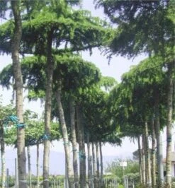 Ceder Als Dakboom (Cedrus Deodara 'Pendula') -Directplant Winkel 077cedrusdeodarapenduladakvorm 3