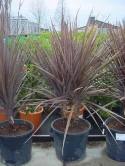 Cordyline (Cordyline Australis 'Atropurpurea') -Directplant Winkel 094cordylineaus.atropurpurea 8