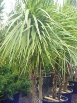 Cordyline (Cordyline Australis) -Directplant Winkel 095cordylineaustralis 8