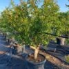 Granaatappel Als Solitair (Punica Granatum) -Directplant Winkel 0d70ea46 8976 408d 9b48 acb41f65187b 1