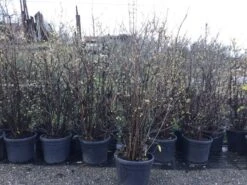 Winterzoet (Chimonanthus Praecox) -Directplant Winkel 10