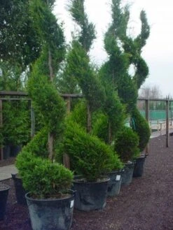 Leylandcipres Als Spiraal (Cupressocyparis Leylandii 'Castlewellan Gold' ) -Directplant Winkel 102cupr.leyl .castlew.goldspiraal 9