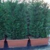 Conifeer Meeneemhaag (Cupressocyparis Leylandii) -Directplant Winkel 109cupr.leylandiimeeneemhaag 1