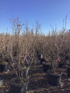 Kornoelje (Cornus Kousa 'Schmetterling') -Directplant Winkel 12