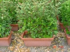 Olijfwilg Meeneemhaag (Elaeagnus Ebbingei) -Directplant Winkel 125eleagnusebbingeimeeneemhaag 1