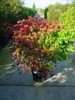 Kardinaalshoed (Euonymus Alatus) -Directplant Winkel 126euonymusalatussolt 55 11 1