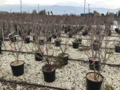 Kornoelje (Cornus Kousa 'Schmetterling') -Directplant Winkel 13