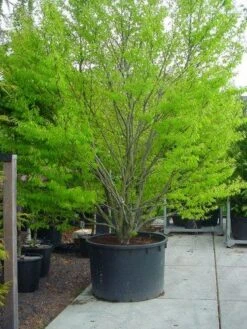 Varenbeuk (Fagus Syvatica 'Asplenifolia' ) -Directplant Winkel 132fagussyl.asplenifoliasolt 6