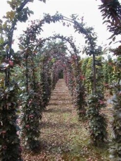 Rode Beukenboog (Fagus Sylvatica 'Atropunicea' ) -Directplant Winkel 134fagussyl.atropuniceaboog 1