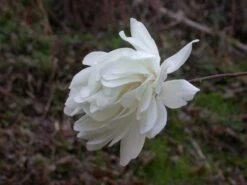 Beverboom (Magnolia Loebneri 'Wildcat') -Directplant Winkel 139895 2 x loebneri wildcat 319