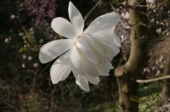 Beverboom (Magnolia Loebneri 'Wildcat') -Directplant Winkel 139895 3 x loebneri wildcat 319