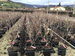 Kornoelje (Cornus Kousa 'Schmetterling') -Directplant Winkel 14