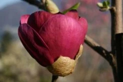 Beverboom (Magnolia 'Black Tulip') -Directplant Winkel 140666 1 m black tulip 385