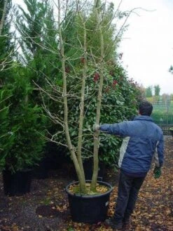 Japanse Notenboom, Meerstammig (Ginkgo Biloba) -Directplant Winkel 148ginkgobilobameerstammig 4