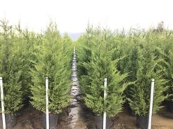 Haagconifeer (Cupressocyparis Leylandii 'Vito') -Directplant Winkel 15 1