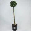 Japanse Hulst Als Bol Op Stam (Ilex Crenata 'Dark Green') -Directplant Winkel 1534454 v 1