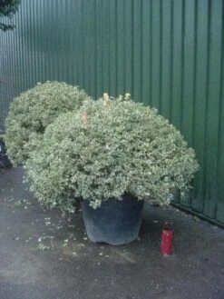 Bonte Hulst In Bolvrom (Ilex Aquifolium 'Silver Queen' ) -Directplant Winkel 157ilexaquif.silverqueenbol 6 1