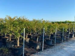 Granaatappel Als Solitair (Punica Granatum) -Directplant Winkel 15be7c66 13af 4a57 9655 a81cdb079c56 1