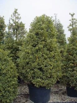 Hulst (Ilex Aquifolium 'Silver Queen') -Directplant Winkel 162ilexaquif.silverqueen 5