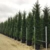 Haagconifeer (Cupressocyparis Leylandii 'Vito') -Directplant Winkel 17 2