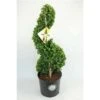 Japanse Hulst Als Spiraal (Ilex Crenata 'Dark Green') -Directplant Winkel 1715882 v t5