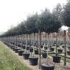 Olijfwilg Als Boom (Elaeagnus Ebbingei 'Compacta') -Directplant Winkel 18