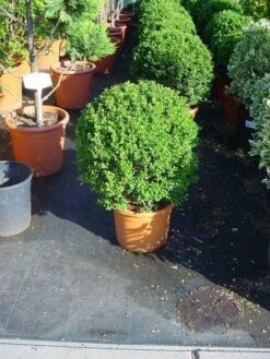 Japanse Hulst In Bolvorm (Ilex Crenata 'Convexa') -Directplant Winkel 181ilexcrenataconvexabol 3 3