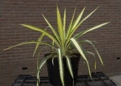Palmlelie (Yucca Flaccida 'Golden Sword') -Directplant Winkel 20040829222642 1