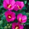 Altheastruik (Hibiscus Syriacus 'Russian Violet') -Directplant Winkel 20040829222836 2 1