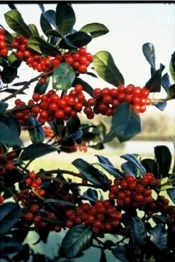 Hulst (Ilex Aquifolium J.C. Van Tol) -Directplant Winkel 20041119234604 11