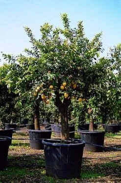 Citroen (Citrus Lemonium) -Directplant Winkel 20050830212019 4