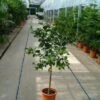 Limoen (Citrofortunella Lemon) -Directplant Winkel 20050830213017 1