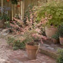 Japanse Esdoorn (Acer Palmatum 'Beni-komachi') -Directplant Winkel 20060517112101 1