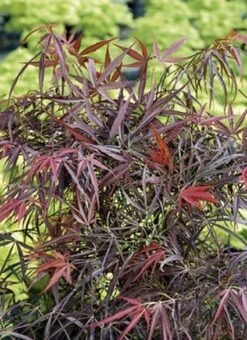 Japanse Esdoorn (Acer Palmatum 'Red Pygmy') -Directplant Winkel 20060517144024 4