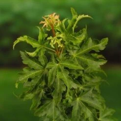 Japanse Esdoorn (Acer Palmatum 'Shishigashira') 9 Japanse Esdoorn (Acer Palmatum 'Shishigashira') -Directplant Winkel 20060517145850 9