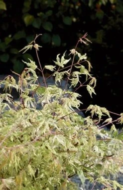 Japanse Esdoorn (Acer Palmatum 'Ukigumo') -Directplant Winkel 20060517150936 1 1