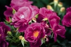 Roos (Rosa 'Rhapsody In Blue') -Directplant Winkel 20060518170440 1 1
