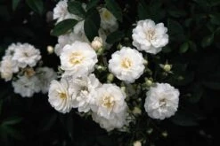 Miniklimroos (Rosa 'Guirlande D'Amour') 11 Miniklimroos (Rosa 'Guirlande D'Amour') -Directplant Winkel 20060518173342 1