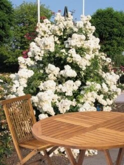 Miniklimroos (Rosa 'Guirlande D'Amour') 10 Miniklimroos (Rosa 'Guirlande D'Amour') -Directplant Winkel 20060518173607 1