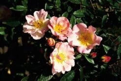 Miniklimroos (Rosa 'Open Arms') -Directplant Winkel 20060522130052 1 3