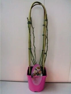 Miniklimroos (Rosa 'Open Arms') -Directplant Winkel 20060522130109 1