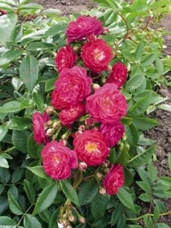 Miniklimroos (Rosa 'Perennial Blue') -Directplant Winkel 20060522131138 1 2