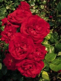 Klimroos (Rosa 'Grand Hotel') -Directplant Winkel 20060522133343 1