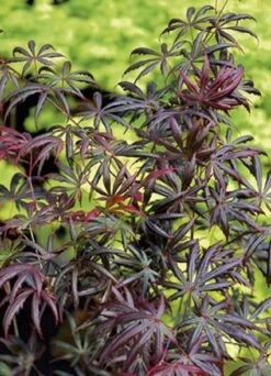 Japanse Esdoorn (Acer Palmatum 'Trompenburg') -Directplant Winkel 20060523122617 5 1