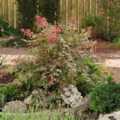 Japanse Esdoorn (Acer Palmatum 'Beni-maiko') 9 Japanse Esdoorn (Acer Palmatum 'Beni-maiko') -Directplant Winkel 20060523123223 1