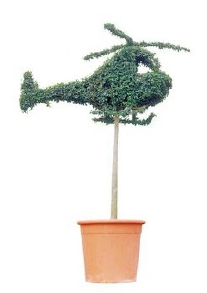 Helicopter (Ligustrum Delavayanum) 3 Helicopter (Ligustrum Delavayanum)