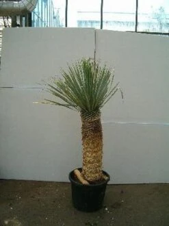 Palmlelie (Yucca Rostrata) 6 Palmlelie (Yucca Rostrata) -Directplant Winkel 20060719111552 1 1