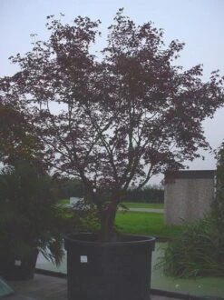 Japanse Esdoorn (Acer Palmatum 'Bloodgood') -Directplant Winkel 20070701222051 12 1
